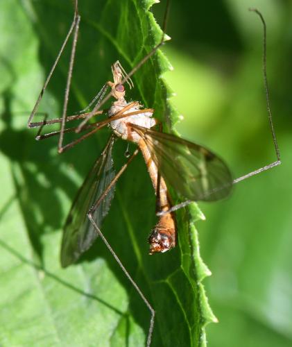 Réf. 303 255 : Tipula fascipennis